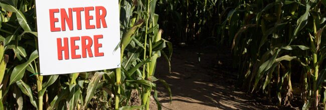 Corn Maze - Plympton, Massachusetts