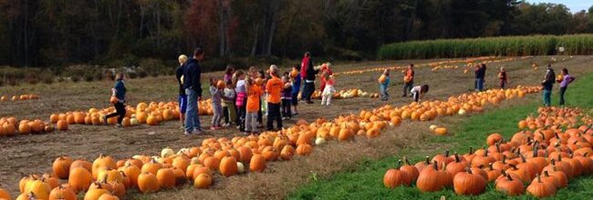 Pumpkin Patch - Plymouth County, Massachusetts