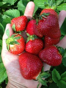 berries-2