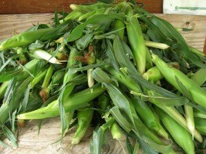 corn