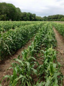 cornfield