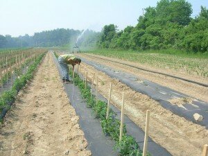 farm