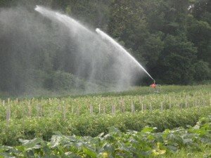 irrigation