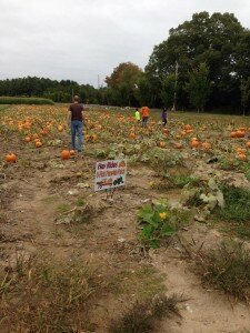 pumpkin patch