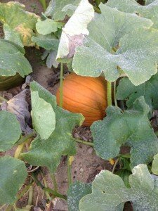 pumpkin patch