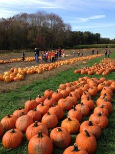 pumpkins