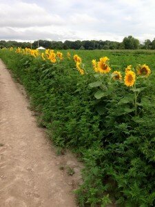 sunflowers