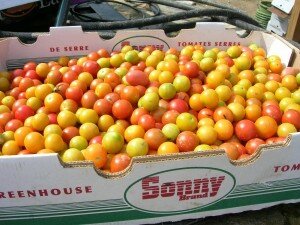 tomatoes