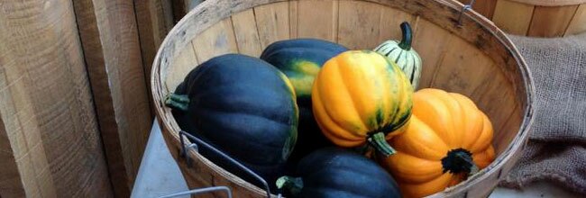 Pumpkins & Squash - Fall at Billingsgate Farm south of Boston, MA